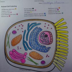 Animal cell coloring sheet answer key