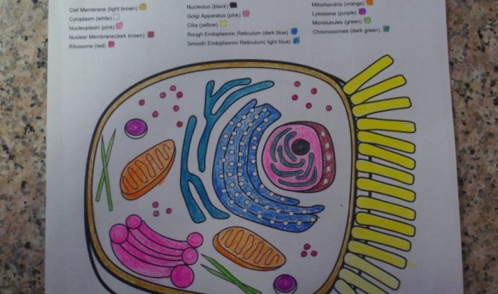 Animal cell coloring sheet answer key