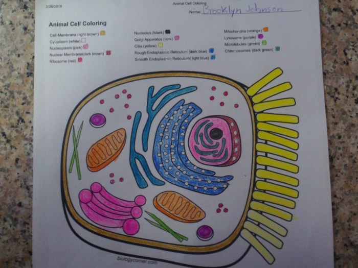 Animal cell coloring sheet answer key