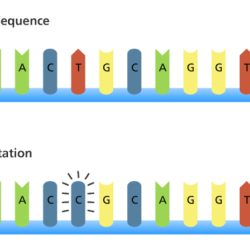 Monster mutation activity answer key