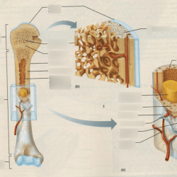 Exercise 8 overview of the skeleton