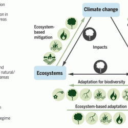 Flying colors science climate change worksheet answers