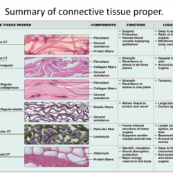 Tissue type each connective drag click determine correct matching then labels which represents solved below them shape fibrocartilage answer problem