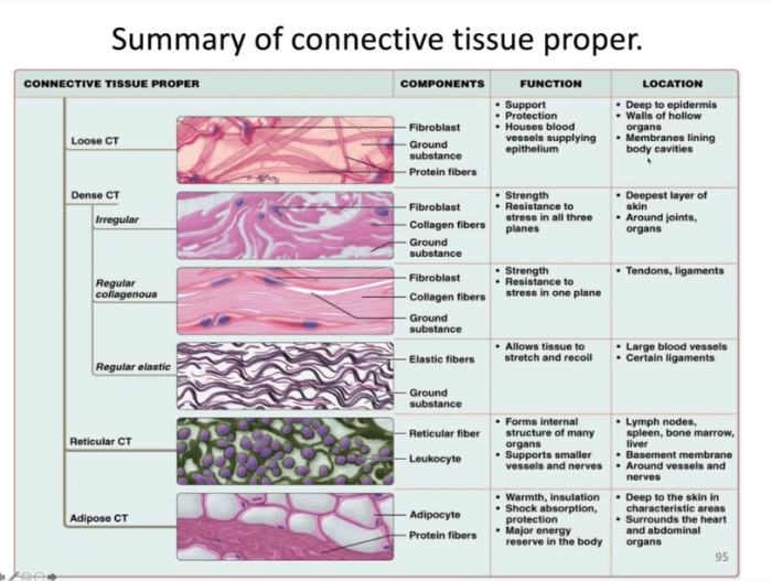 Tissue type each connective drag click determine correct matching then labels which represents solved below them shape fibrocartilage answer problem