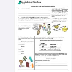 Amoeba sisters video recap mutations updated answer key pdf