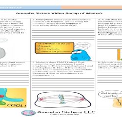 Amoeba sisters video recap answer key meiosis