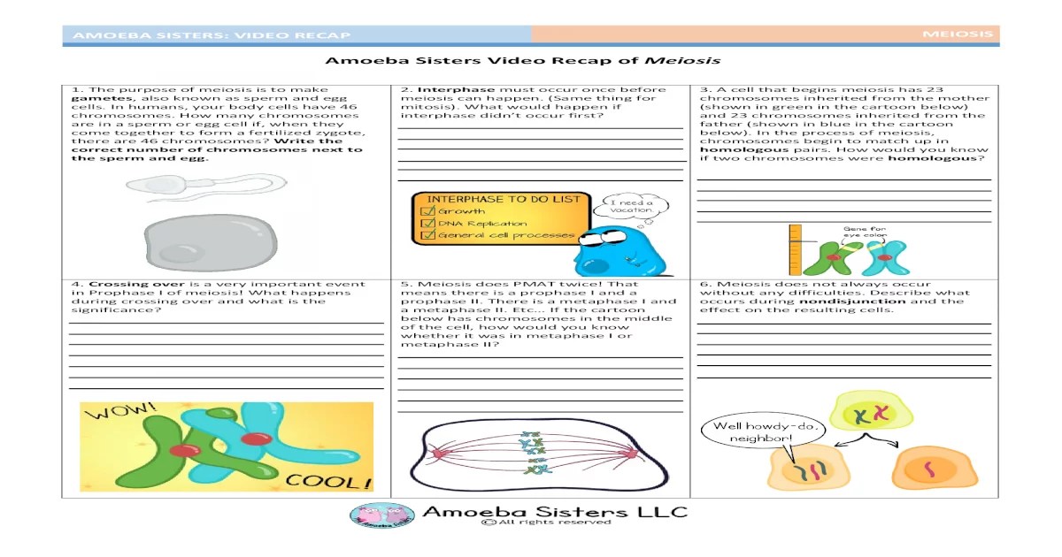 Amoeba sisters video recap answer key meiosis