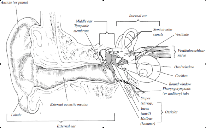 Respiratory docx