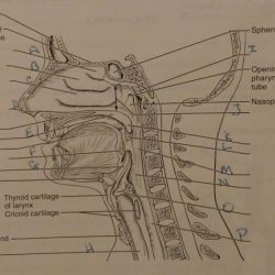 Exercise 31 review & practice sheet: anatomy of the ear