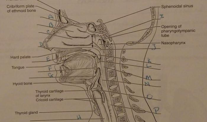 Exercise 31 review & practice sheet: anatomy of the ear