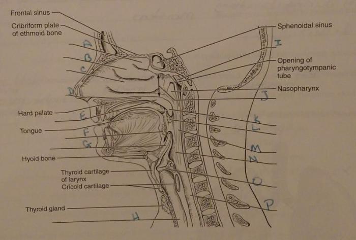 Exercise 31 review & practice sheet: anatomy of the ear