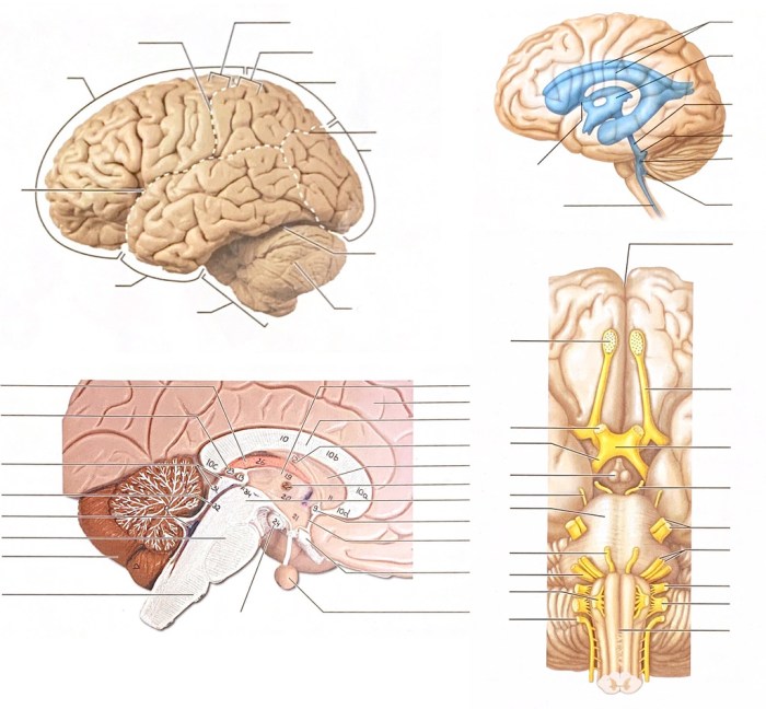 Exercise 31 review & practice sheet: anatomy of the ear